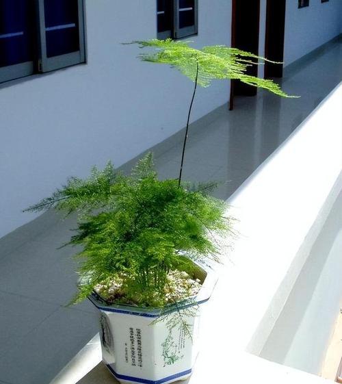 盆景植物文竹的养护方法是什么？如何保持其美观？
