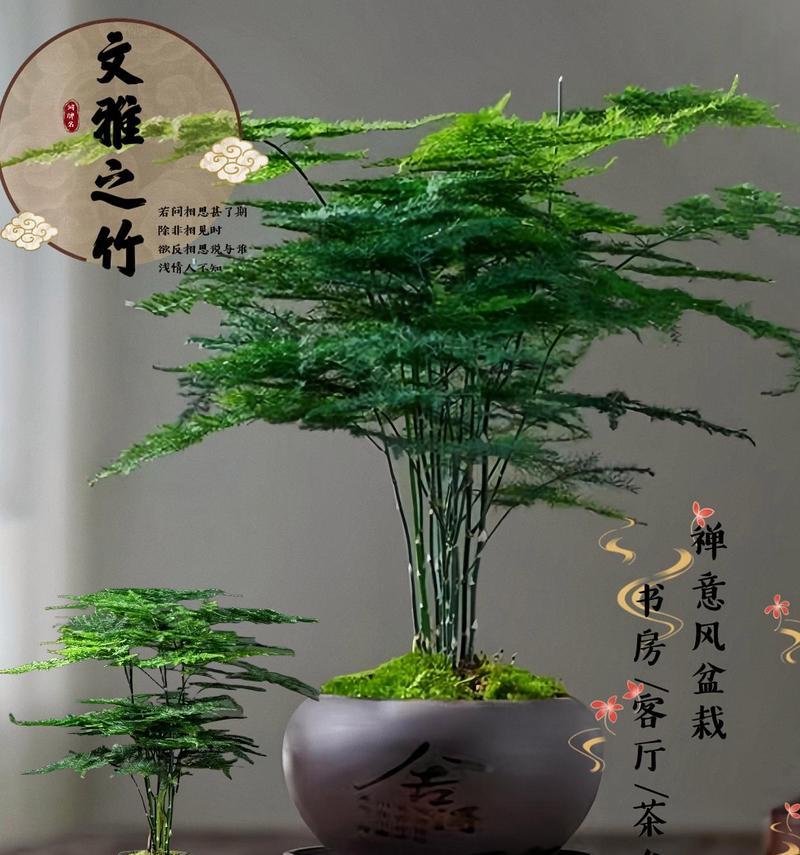 盆景植物文竹的养护方法是什么？如何保持其美观？