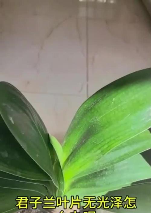 君子兰叶片花纹如何培养？