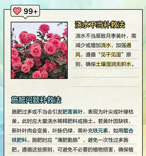 月季爬藤烂根后应如何进行补救？
