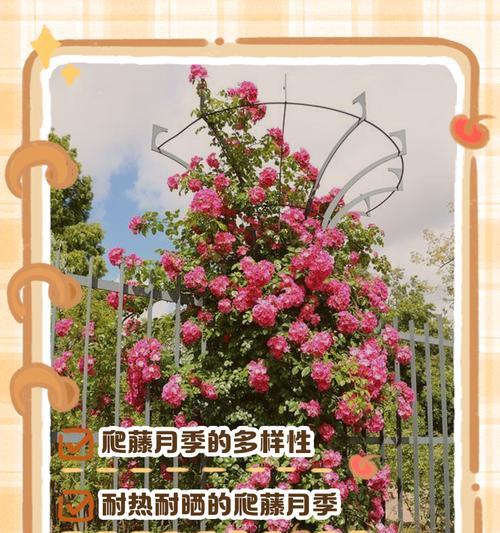 月季爬藤烂根后应如何进行补救？
