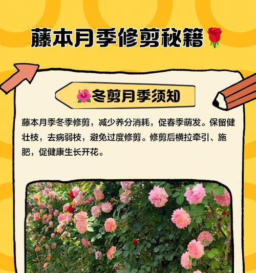 月季爬藤烂根后应如何进行补救？