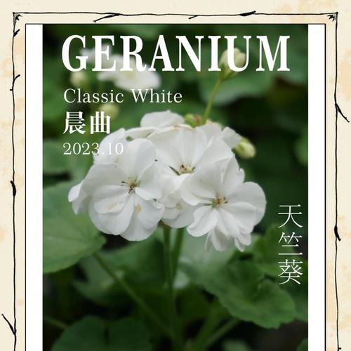 进口种子天竺葵的种植方法是什么？