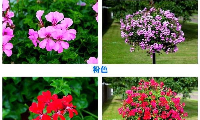 进口种子天竺葵的种植方法是什么？