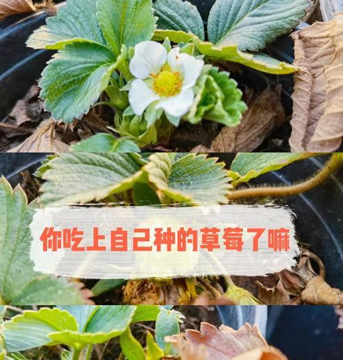 草莓种子播种的正确方式是什么？