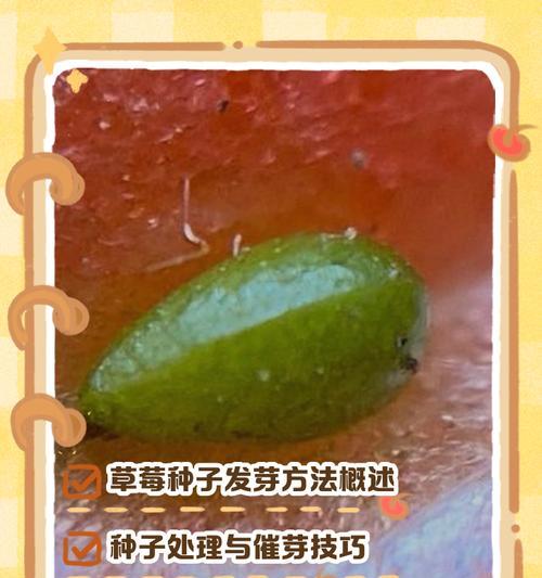 草莓种子播种的正确方式是什么？