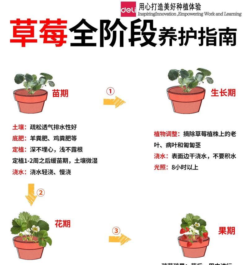 草莓种子播种的正确方式是什么？