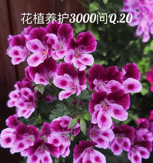 易养的天竺葵怎么养？天竺葵的日常护理与繁殖方法？