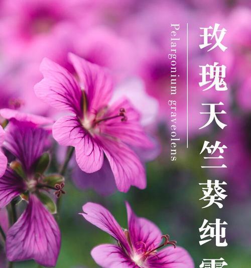 天竺葵清洁刷的使用技巧有哪些？