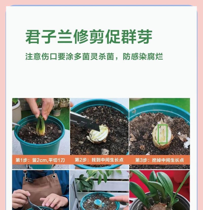 君子兰根部修剪方法是什么？