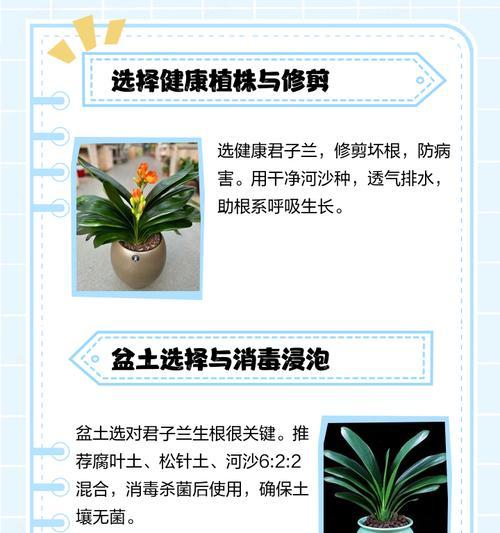 君子兰根部修剪方法是什么？