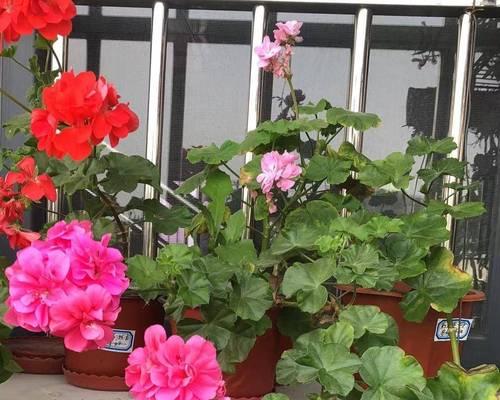 在阳台挂的花叫什么？阳台悬挂植物有哪些推荐？