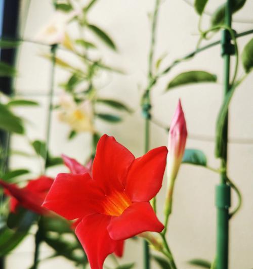 在阳台挂的花叫什么？阳台悬挂植物有哪些推荐？