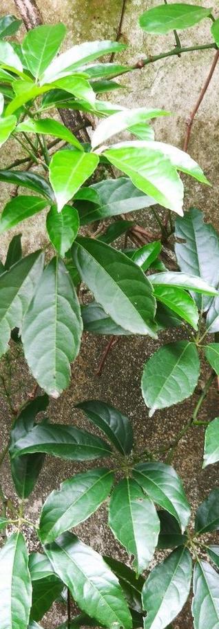 红叶爬藤木本植物的养护技巧有哪些？