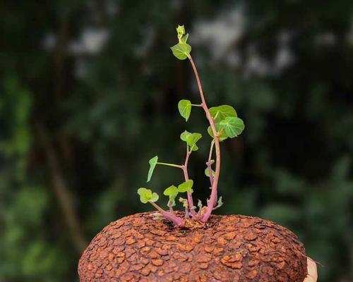红叶爬藤木本植物的养护技巧有哪些？