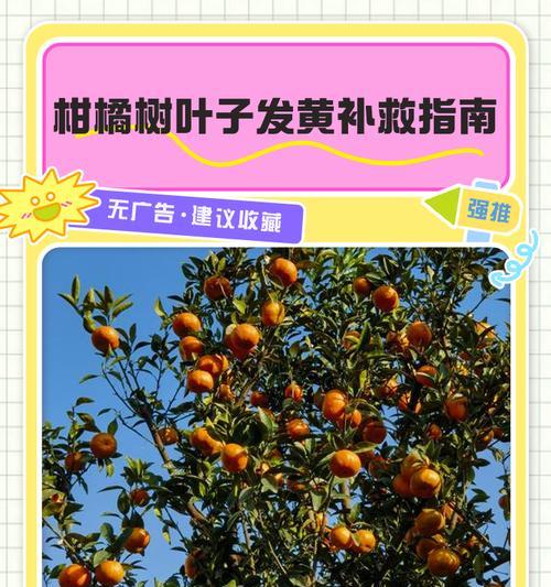 柠檬叶子发黄变皱的补救措施有哪些？