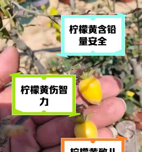 柠檬叶子发黄变皱的补救措施有哪些？