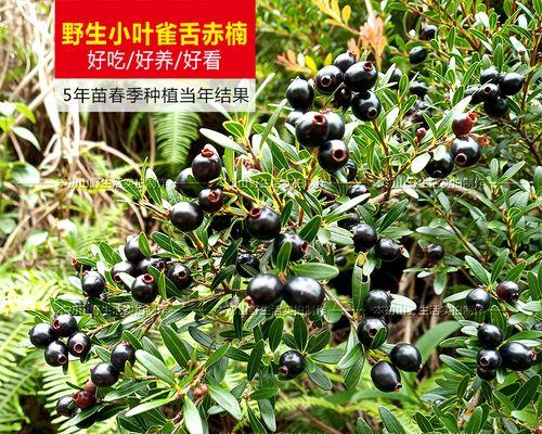 哪些野生花卉树苗适合栽培？