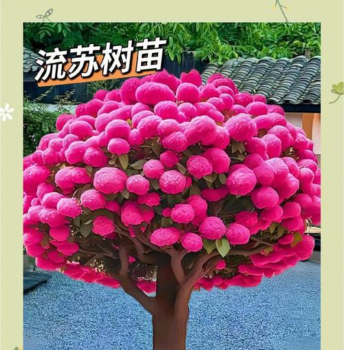 哪些野生花卉树苗适合栽培？