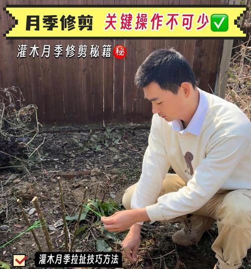 灌木月季修剪枝叶的最佳时期是什么时候？