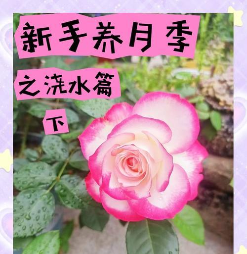 灌木月季修剪枝叶的最佳时期是什么时候？