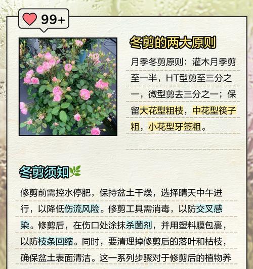 灌木月季修剪枝叶的最佳时期是什么时候？