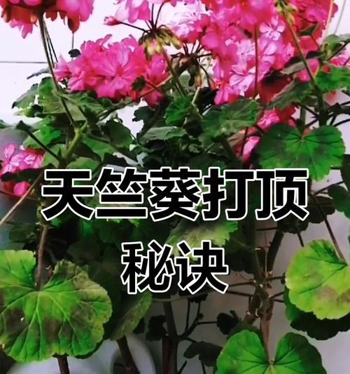 雨季如何正确养护大天竺葵？