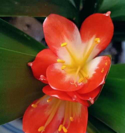 君子兰这种花是什么样的？君子兰的特征和养护要点有哪些？