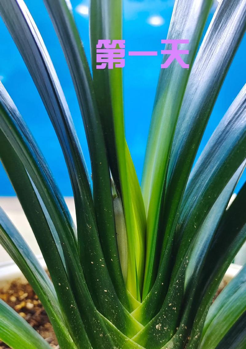 君子兰这种花是什么样的？君子兰的特征和养护要点有哪些？