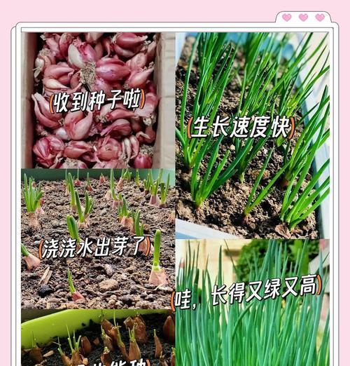 菜种子播种指南：哪些种子最适合播种？