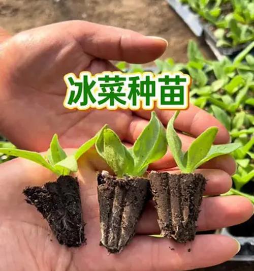 菜种子播种指南：哪些种子最适合播种？