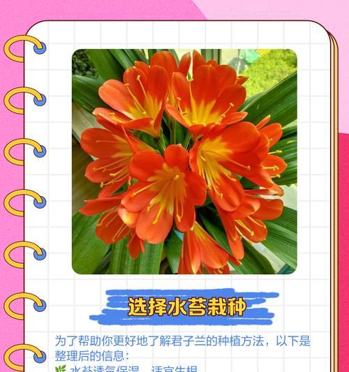 君子兰根部黄边是怎么回事？君子兰根部问题的解决方法是什么？