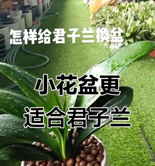 君子兰根部黄边是怎么回事？君子兰根部问题的解决方法是什么？