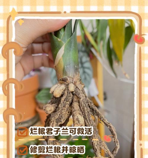 君子兰根部黄边是怎么回事？君子兰根部问题的解决方法是什么？
