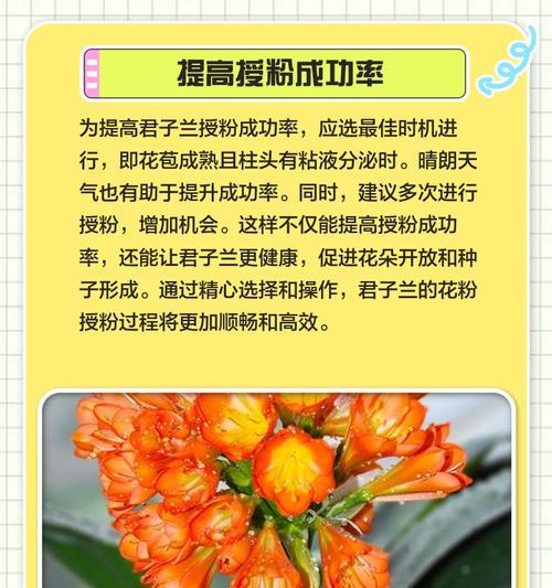 老君子兰修剪叶子的最佳时机和方法是什么？