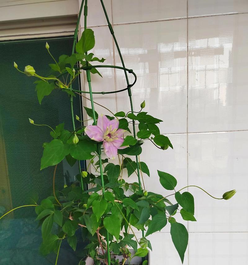 如何让铁线莲开花爆盆？有哪些技巧？
