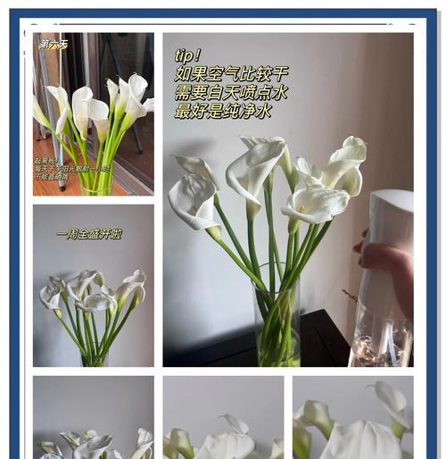 如何让铁线莲开花爆盆？有哪些技巧？