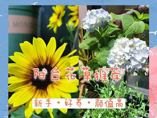 五月份阳台适合种植哪些花卉？阳台花卉种植指南是什么？