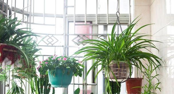 五月份阳台适合种植哪些花卉？阳台花卉种植指南是什么？