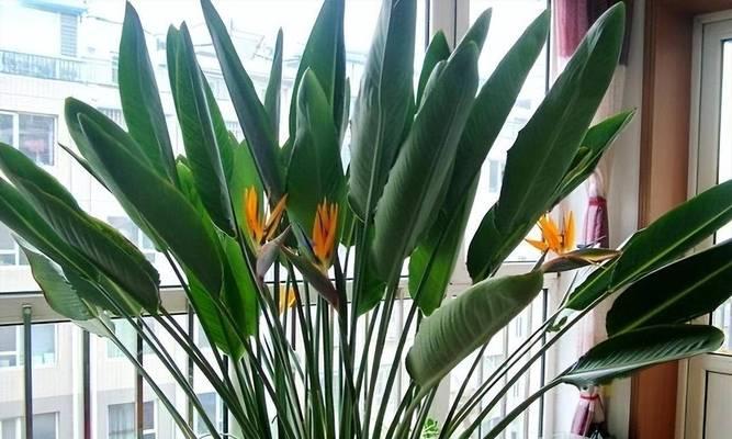 封窗阳台能养什么花好？适合室内光照条件的植物推荐？