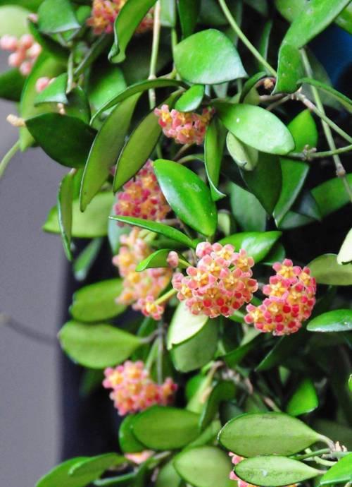 封窗阳台能养什么花好？适合室内光照条件的植物推荐？