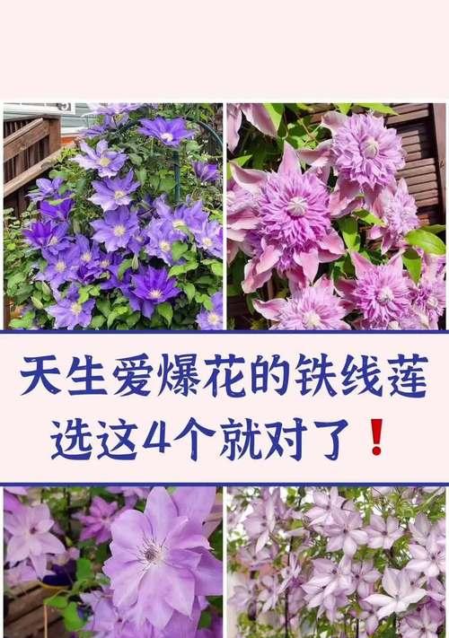 铁线莲快速爬藤生长的秘诀是什么？