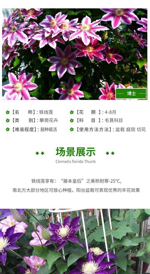 铁线莲快速爬藤生长的秘诀是什么？