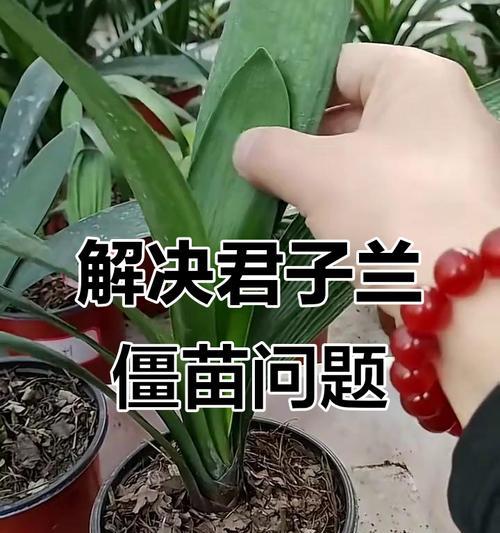 君子兰小苗憋根方法？如何促进根系发展？