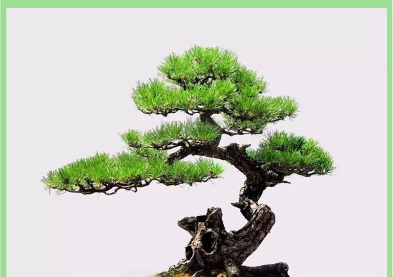 水池松树盆景的养护技巧有哪些？