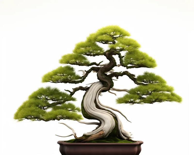 水池松树盆景的养护技巧有哪些？