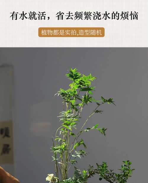 中大盆景植物怎么养？如何养护中大盆景植物？