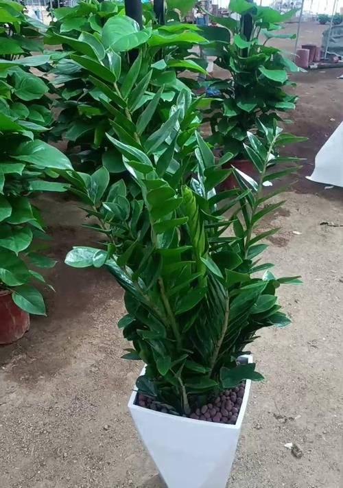中大盆景植物怎么养？如何养护中大盆景植物？