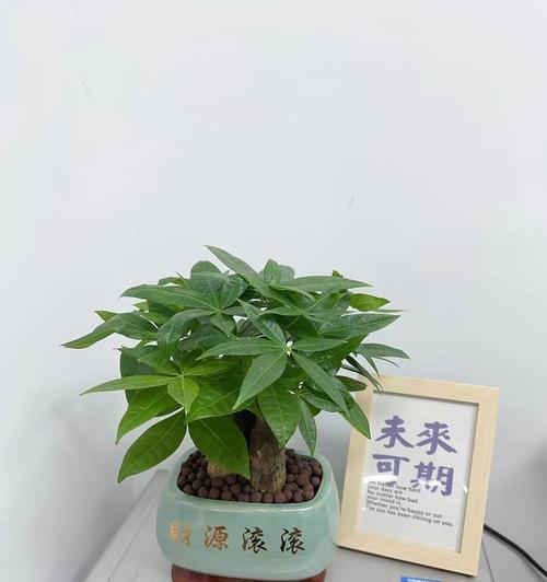 中大盆景植物怎么养？如何养护中大盆景植物？