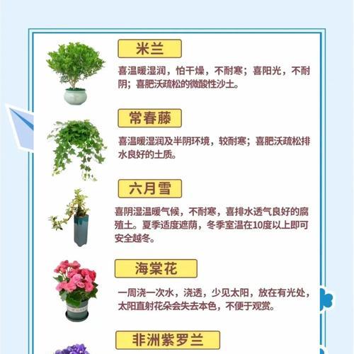 多色叶片君子兰的养护技巧有哪些？
